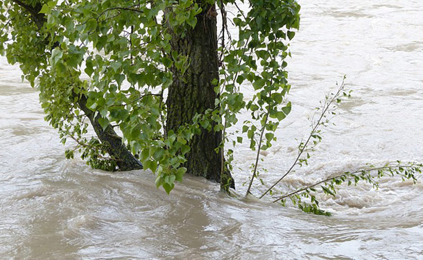 tree in flooded soil