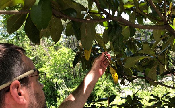 Tree inspection looking for canker disease and other pathogens