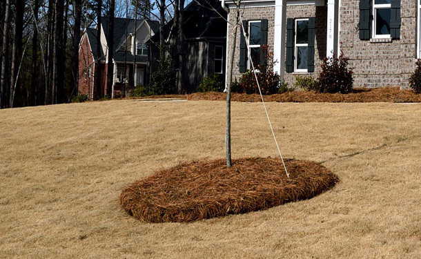 Volcano mulching over root flare