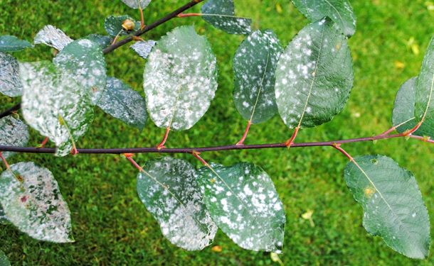 Tree leaves infected with fungi