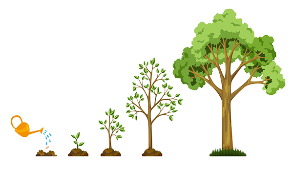 tree life cycle
