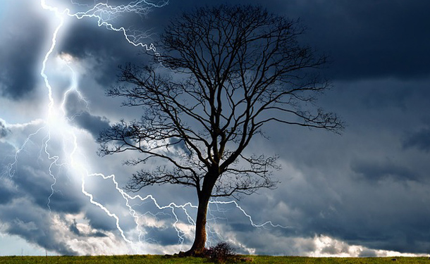 Tree struck by lightning during severe weather