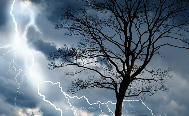 Fallen trees are common when they are struck by lightning
