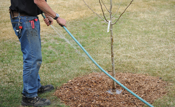 tree planting a newly transplated tree