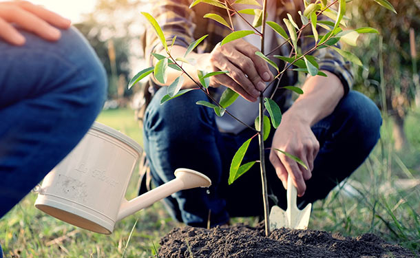 Planting a tree in the right place with good conditions