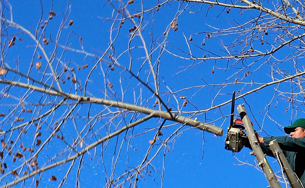 Pruning trees helps correct irregular growth and removes diseased limbs