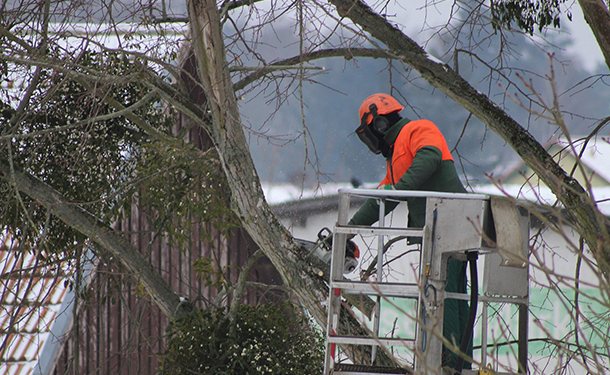 Seasonal tree pruning helps a tree grow strong