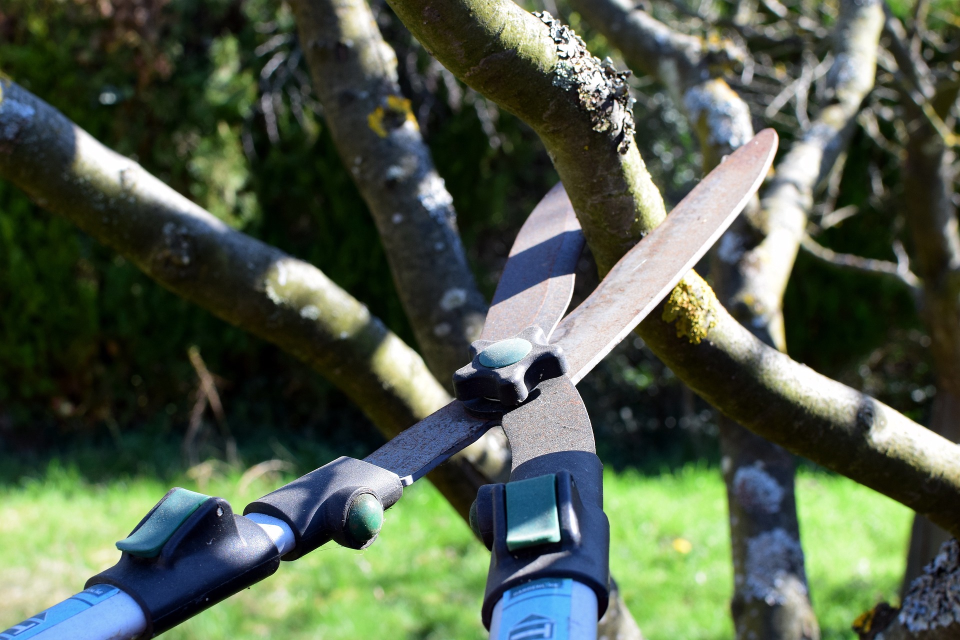 Crucial tree care tips for property owners include proper seasonal pruning