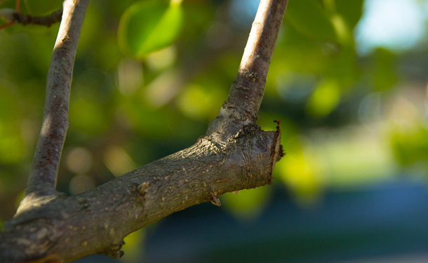 Tree pruning cutting and trimming proper cuts