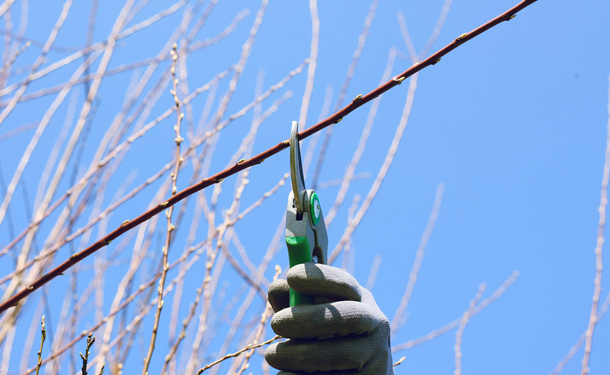 Tree pruning techniques and safety