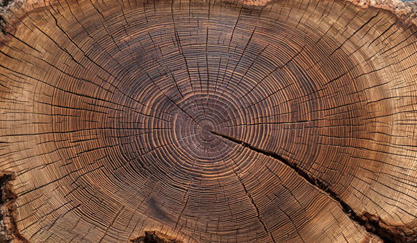 tree ring analysis dendrochronology