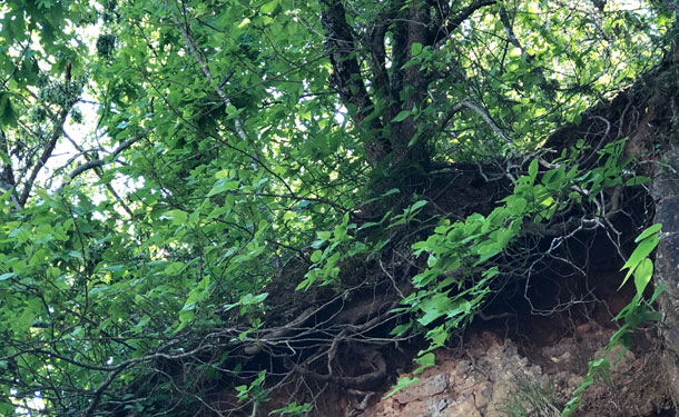 Tree roots growing exposed on eroded hill