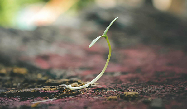 tree sprout into seedling