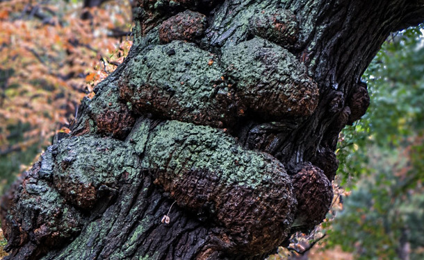 Tree trunk with severe canker disease infection