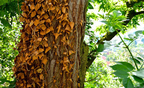 Tree trunk with dead and decaying ivy vines