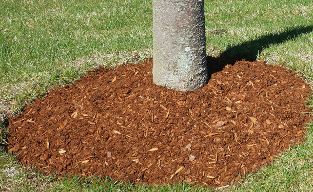 volcano mulched tree above root flare