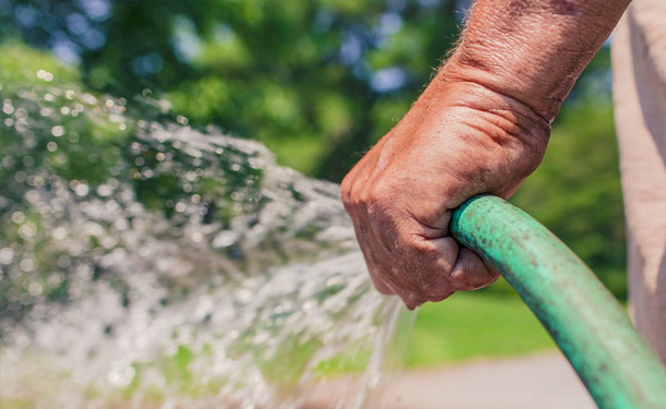 tree watering when to water