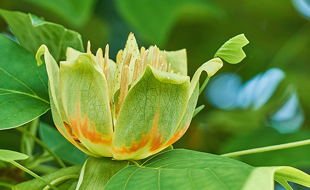 Trees like the flowering tulip grow large and cast a lot of shade when mature