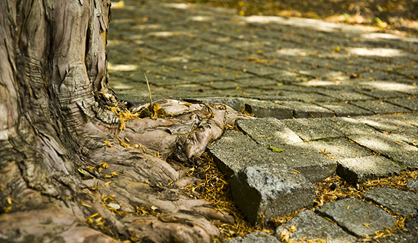 urban tree restricted roots sidewalk
