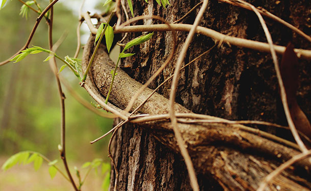 Vines growing on a tree can easily girdle it causing hydraulic failure and death