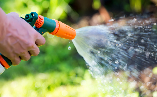 Deciduous and evergreen tree and shrub watering in fall