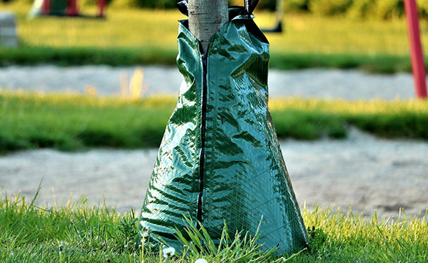 Avoid overhead watering by using water bags