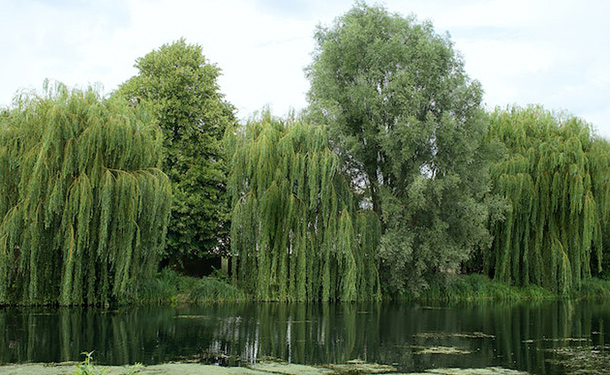 weeping willow