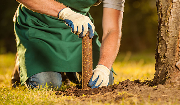 when to use tree fertilizer spikes