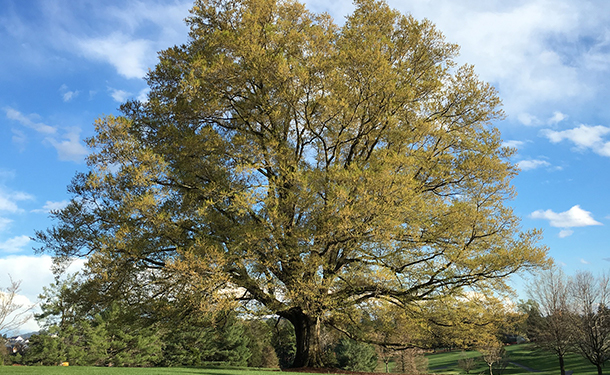 Trees like white oak are not known to have invasive roots