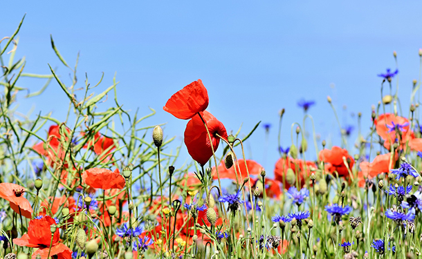 Beneficial companion plants include wildflowers