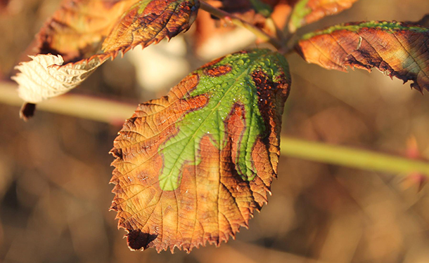 Hazardous tree diseases include armillaria mellea