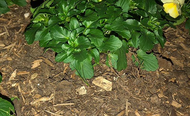 Winter mulching plants to protect their root systems from freeze