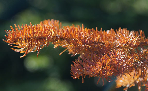 Winter tree damage includes cankers sunscald and dieback