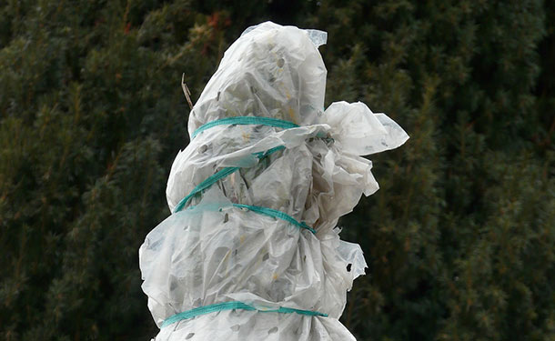Winter evergreen tree wrapped for protection