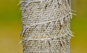 Wrapping Trees for Winter – The Tree Care Guide