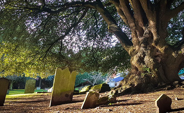 Yew trees were revered in druid culture as guardians of the dead