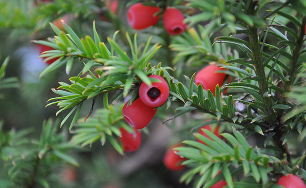 Yew trees are densely branched fruiting evergreens