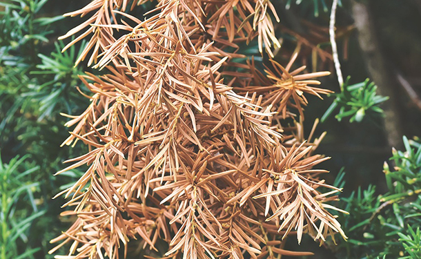 Yew trees need protection in cold weather