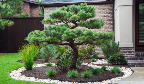 young pine tree in front yard