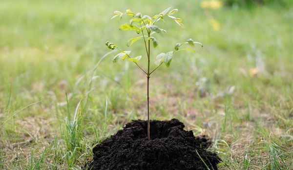 young sapling - sapling stage in a tree's life cycle