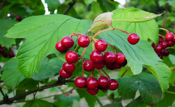 Prague viburnum evergreen in zone 8 for shade