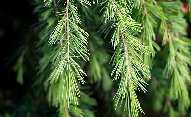 Evergreens for usda hardiness zone 9 cedar trees