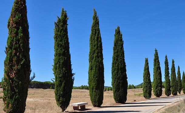 Evergreens for usda hardiness zone 9 cypress trees