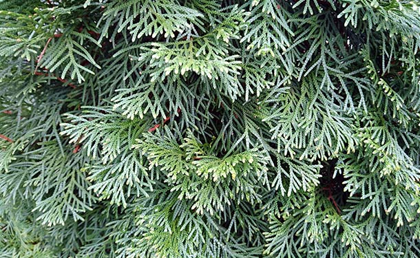 Evergreens for usda hardiness zone 9 juniper trees