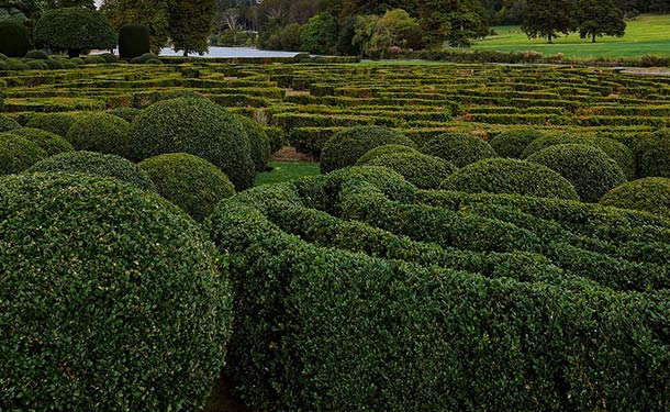 Evergreens for usda hardiness zone 9 privet shrubs