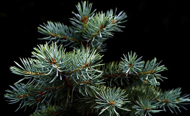 Evergreens for usda hardiness zone 9 spruce trees