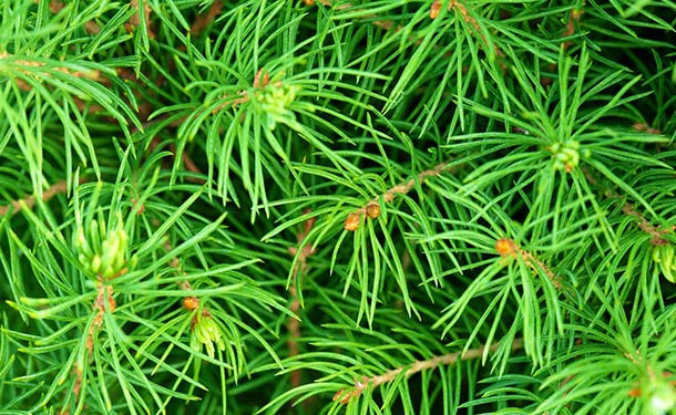 Evergreen tree species for usda hardiness zone 9